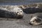 Seals love hanging out at the Pacific Coast beaches.