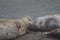 Seals love hanging out at the Pacific Coast beaches.