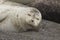 Seals love hanging out at the Pacific Coast beaches.