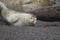 Seals love hanging out at the Pacific Coast beaches.