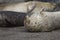 Seals love hanging out at the Pacific Coast beaches.