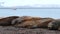 Seals lying on the shore of the bay in the Antarctic