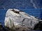 Seals of Milford Sound