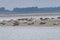 Seals in the natural reserve of the Wattenmeer in Germany in Amrum (Oomram