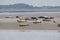 Seals in the natural reserve of the Wattenmeer in Germany in Amrum (Oomram