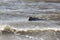 Seals near dutch village of Hollum, Ameland