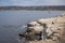 Seals and Pelicans on rocks, La Jolla, CA, USA