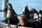 Seals on a pier