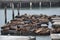 Seals at Pier 39 in San Francisco