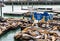 Seals at Pier 39 in San Francisco