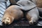 Seals at Pier 39 in San Francisco, California