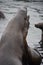 Seals at Pier 39 in San Francisco, California