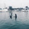 Seals playing dead in a harbor