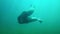 Seals playing in under water