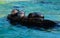 Seals in a pool in the Berlin Zoo