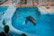 Seals in the pool, funny jumps in the water