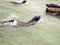 Seals in the pool of the zoological park in Berlin