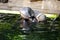 Seals and pups