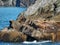 Seals relaxing on the rocks