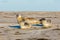 Seals resting on a beach at pellworm in schleswig holstein