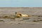 Seals resting on a beach at pellworm in schleswig holstein