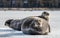 Seals resting on an ice floe.