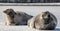 Seals resting on an ice floe.