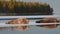 Seals resting on an ice floe. The bearded seal, also called the square flipper seal. Scientific name: Erignathus barbatus. Natural