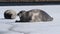 Seals resting on an ice floe. The bearded seal, also called the square flipper seal. Scientific name: Erignathus barbatus. Natural