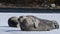 Seals resting on an ice floe. The bearded seal, also called the square flipper seal. Scientific name: Erignathus barbatus. Natural