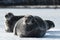 Seals resting on an ice floe. Close up. The bearded seal,