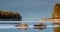 Seals resting on an ice floe in sunset light. The bearded seal