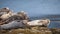 Seals resting on a rock on the coast