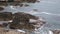 Seals resting on rocks coast of Cornwall The Kelseys near Holywell Bay