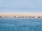 Seals resting on sand flats of Rif in tidal sea Waddensea, Netherlands