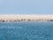 Seals resting on sand flats of Rif in tidal sea Waddensea, Netherlands