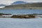 Seals resting on seaweeds at Westfjords peninsula, Vigur Island