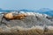 Seals on Rock - British Columbia, Canada