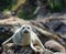 Seals on a rock in the ocean