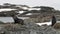 Seals on rock snow coastline in ocean of Antarctica.