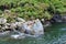 Seals on the rocks enjoying the sun