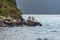 Seals on the rocks of Fiordland. New Zealand