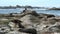 Seals on the rocks at Kaikoura