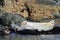 Seals in sanctuary. Group of spotted seals largha seal, Phoca largha laying on coastal rocks. Calm blue sea, wild marine mammals