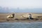 Seals on a sandbank in the middle of a river