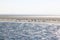 Seals upon sandbank between Terschelling and Ameland