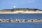 Seals on a sandbank in the wadden sea