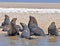 Seals on the Sceleton Coast