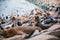 Seals and sea lions bask along the shores of Monterey in California