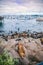 Seals and sea lions bask along the shores of Monterey in California